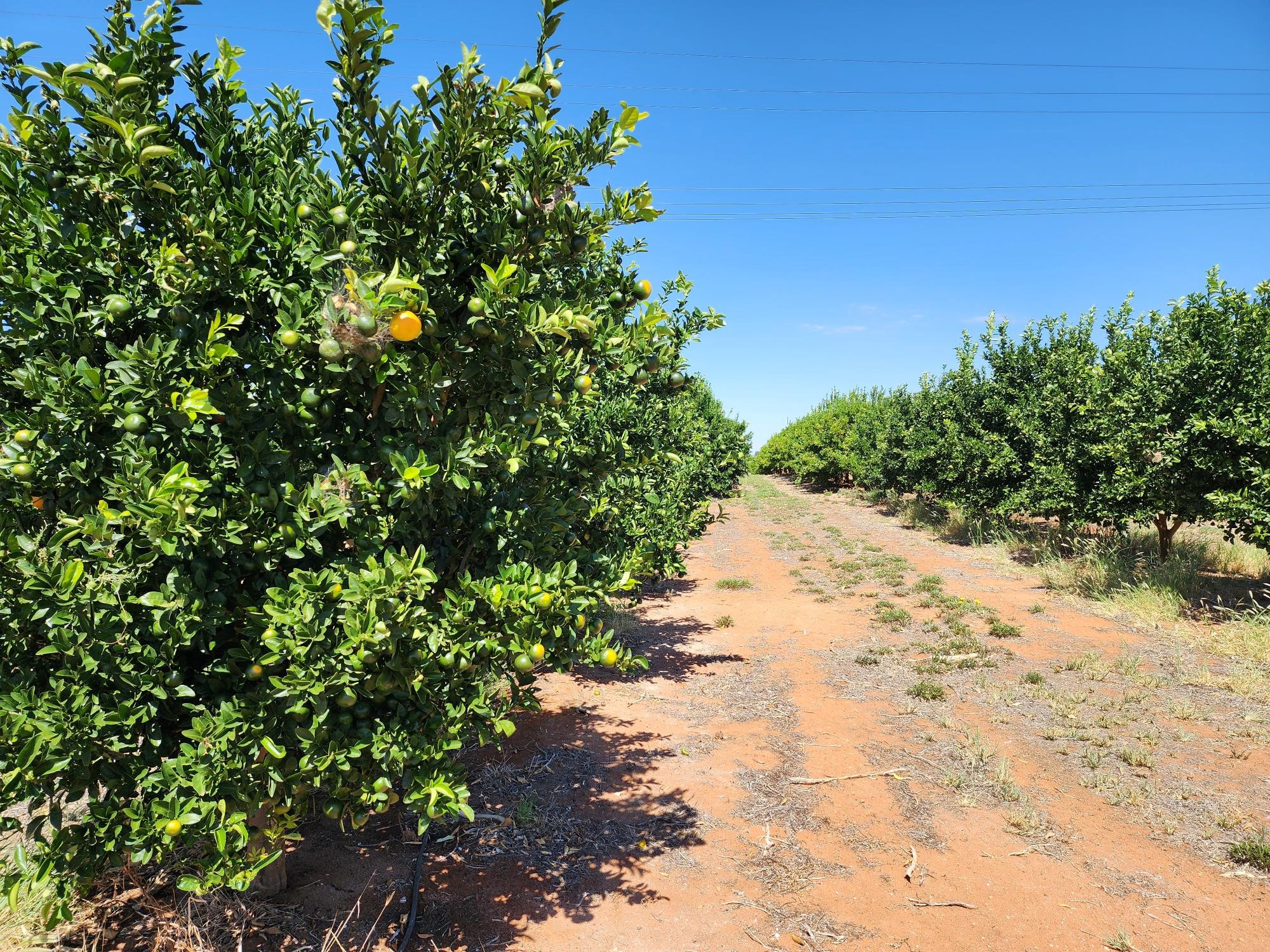 Riverland Citrus Orchard for Production Horticulture Courses