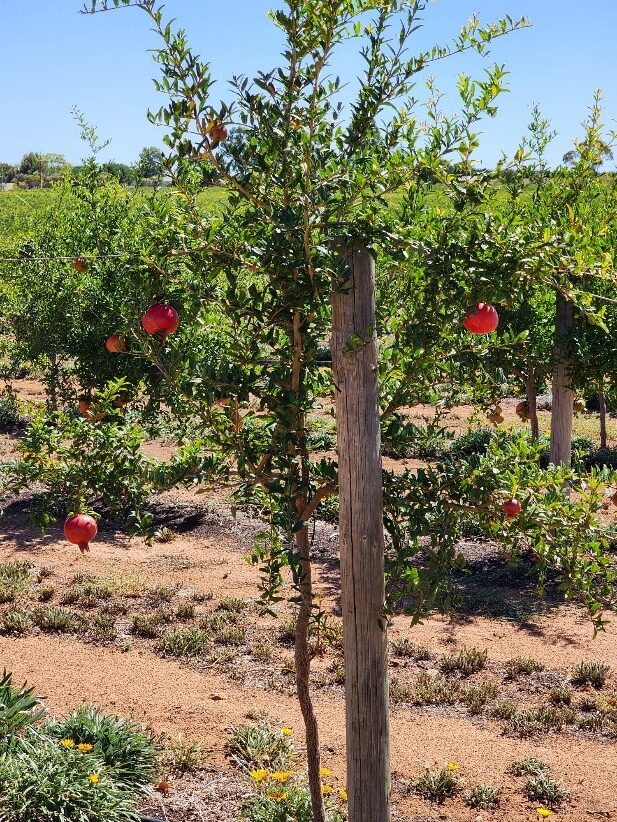 Pomegranate Trees in Riverland for Production Horticulture Courses