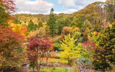 Horticulturalist Guide: Autumn Colours in the Adelaide Hills